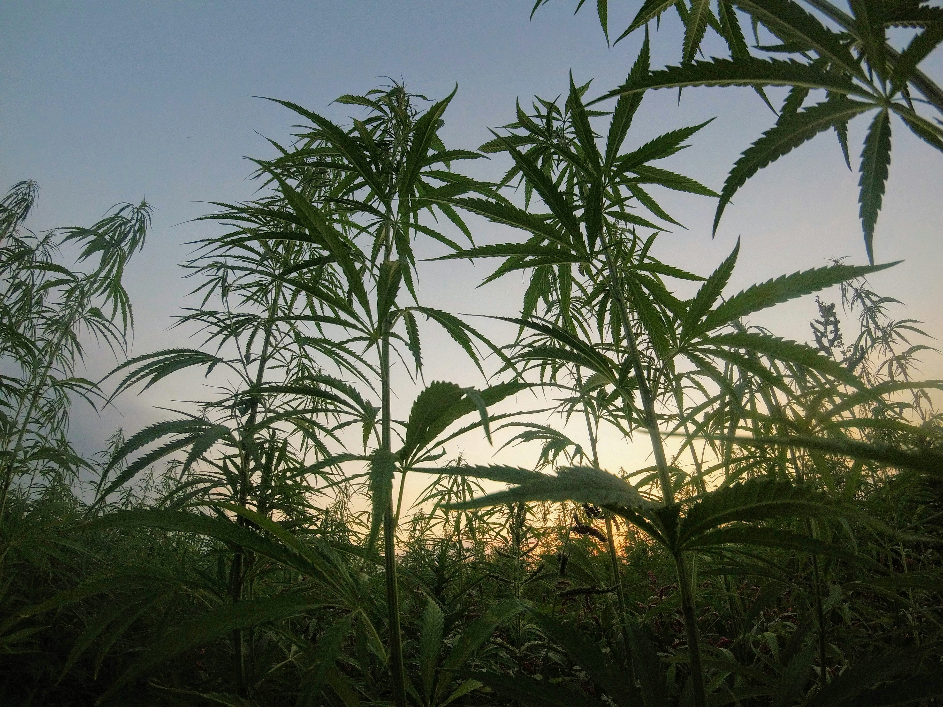 Why Hemp