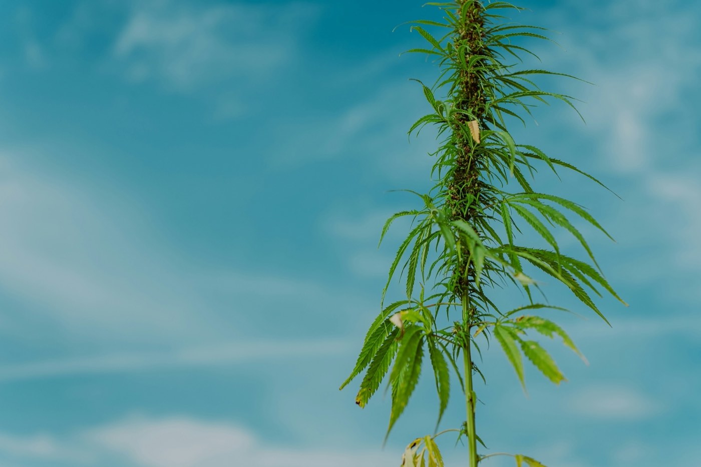 Hemp plant reaching into a blue summer sky