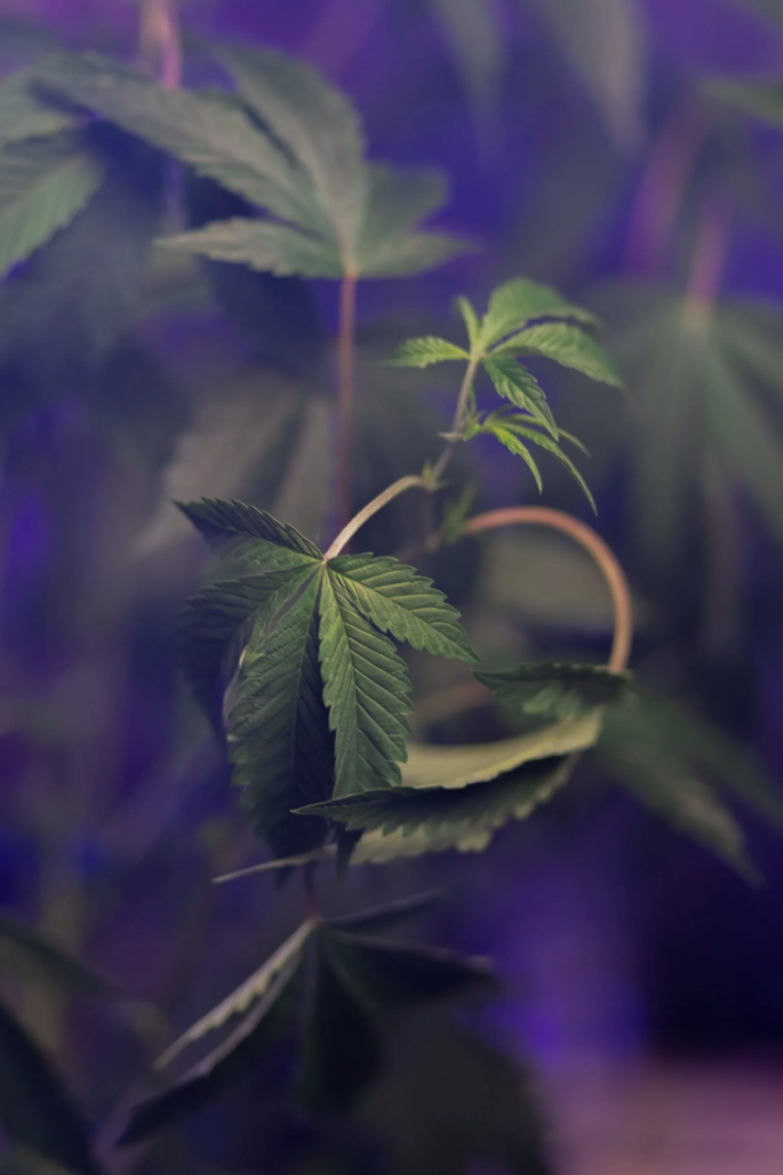 Hemp shown with purple background